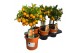 Citrus calamondino op stam 