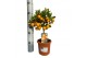 Citrus calamondino op stam 