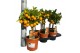 Citrus calamondino op stam 