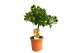 Citrus calamondino op stam 