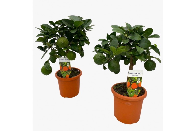 Citrus limetta rossa op stam 