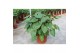 Homalomena rubescens maggy 