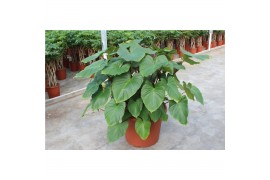 Homalomena rubescens maggy