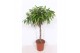 Ficus binnendijkii amstel king vlechtstam 