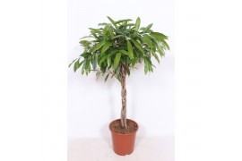 Ficus binnendijkii amstel king vlechtstam