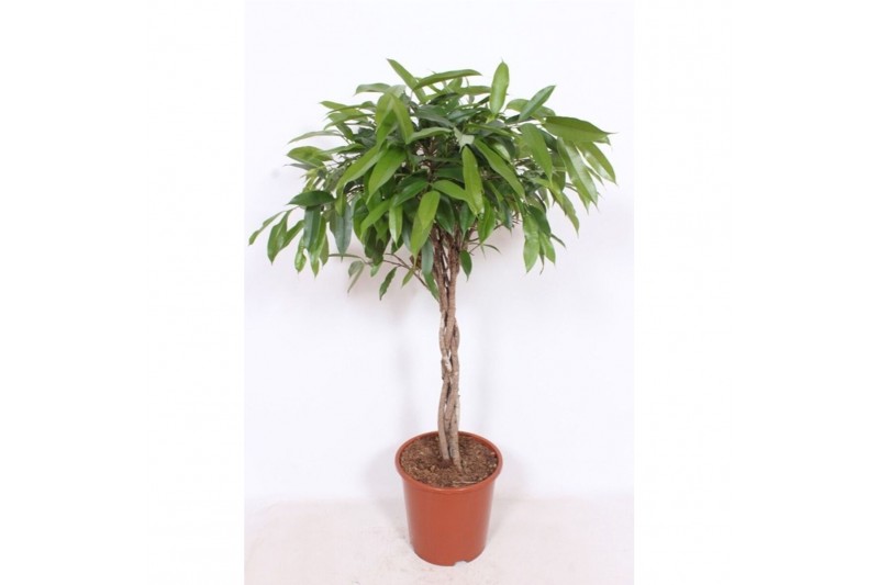 Ficus binnendijkii amstel king vlechtstam 