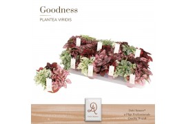 Hypoestes phyllostachya mix dolcamore