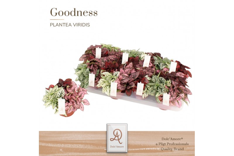 Hypoestes phyllostachya mix dolcamore 