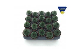 Sempervivum Sempervivum green