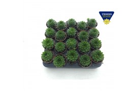 Sempervivum Sempervivum lichtgroen