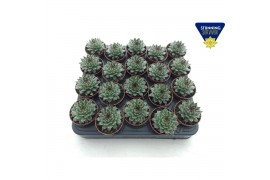 Sempervivum tectorum niet van toepassing