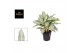 Aglaonema aqua green 