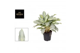 Aglaonema aqua green
