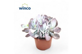 Cotyledon coral Ssp.(pink Leaf)
