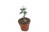 Succulenten Fockea Edula