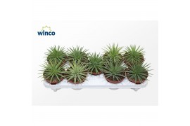 Agave nana Toumayena Bella