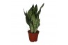 Sansevieria zeylanica
