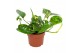 Epipremnum Epipremnum Hawaiian 12cm 5 pp 