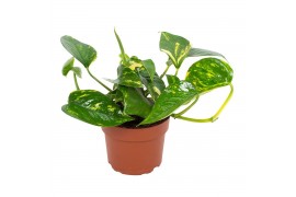 Epipremnum Epipremnum Hawaiian 12cm 5 pp