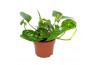 Epipremnum Epipremnum Hawaiian 12cm 5 pp