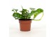 Epipremnum Epipremnum Hawaiian 12cm 5 pp 