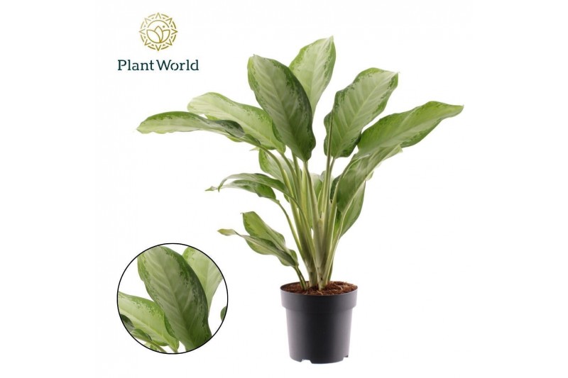 Aglaonema cleopatra Decorum 