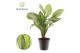 Aglaonema maria christina Decorum 
