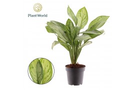 Aglaonema maria christina Decorum