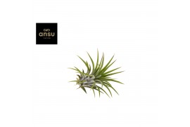 Tillandsia ionantha