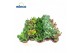 Crassula mix Crassula Mix 2 pp 