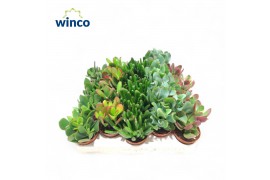 Crassula mix Crassula Mix 2 pp
