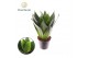 Sansevieria ehrenbergii samurai black dragon 