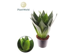 Sansevieria ehrenbergii samurai black dragon