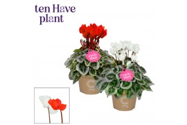 Cyclamen pers. super serie picasso Mix - Rood & Wit