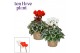 Cyclamen pers. super serie picasso Mix - Rood & Wit 
