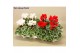 Cyclamen pers. super serie picasso Mix - Rood & Wit 
