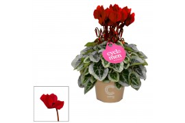 Cyclamen pers. super serie picasso Wijnrood