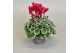 Cyclamen pers. super serie picasso Wijnrood 