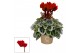 Cyclamen pers. super serie picasso Wijnrood 