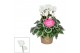 Cyclamen pers. super serie picasso Wit 