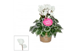 Cyclamen pers. super serie picasso Wit