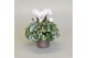 Cyclamen pers. super serie picasso Wit 