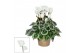 Cyclamen pers. super serie picasso Wit 