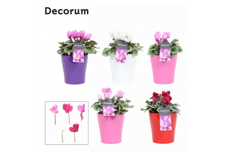 Cyclamen Magical Feelings - Amy keramiek Cyclamen Magical Feelings - Amy keramiek