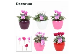 Cyclamen Magical Feelings - Melanie keramiek