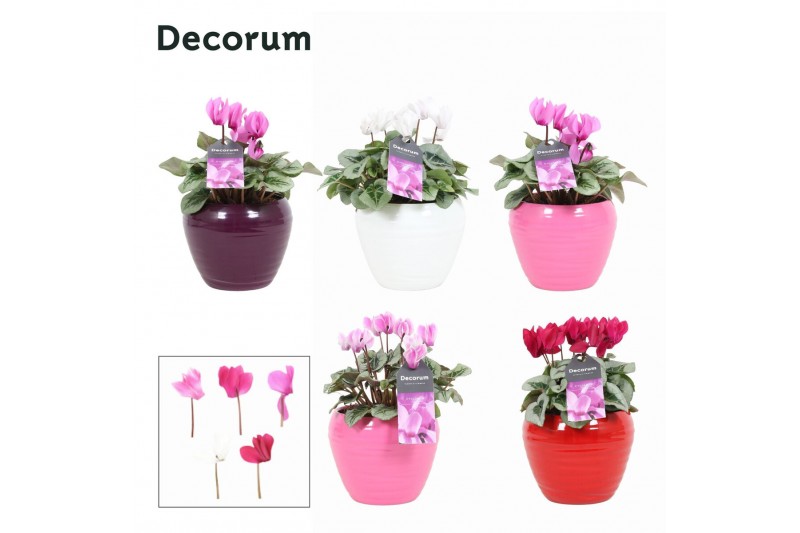 Cyclamen Magical Feelings - Melanie keramiek 