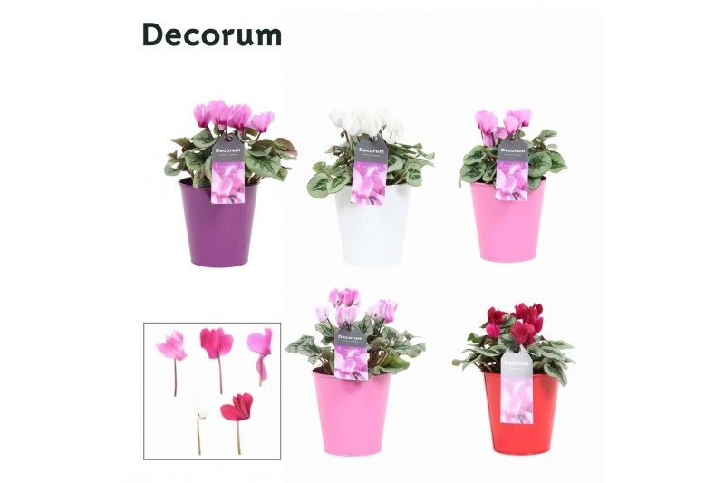 Cyclamen Magical Feelings - Zara keramiek Cyclamen Magical Feelings - Zara keramiek