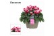 Cyclamen pers. lovely moments Garden Bicolor - Schaal 