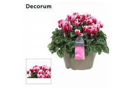 Cyclamen pers. lovely moments Garden Bicolor - Schaal