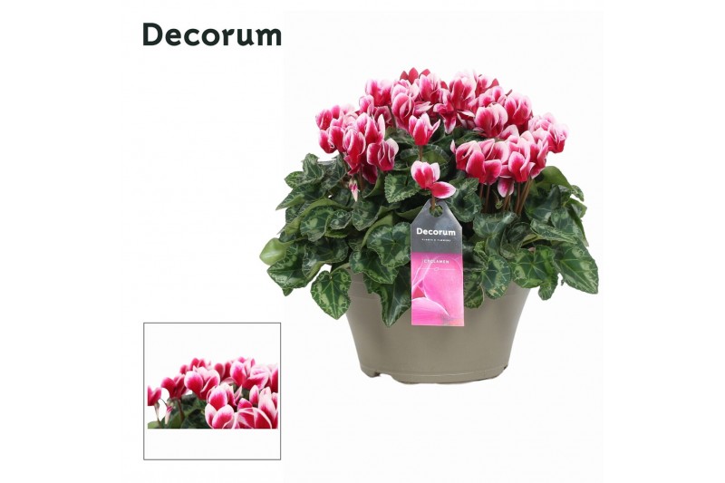 Cyclamen pers. lovely moments Garden Bicolor - Schaal 